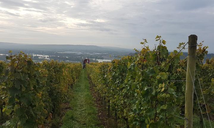 Weingut Gutsausschank Eibinger Zehnthof